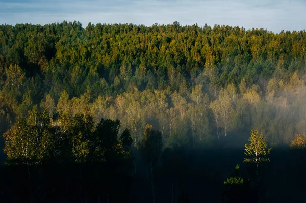 Misty foggy mountain landscape with fir forest on the morning