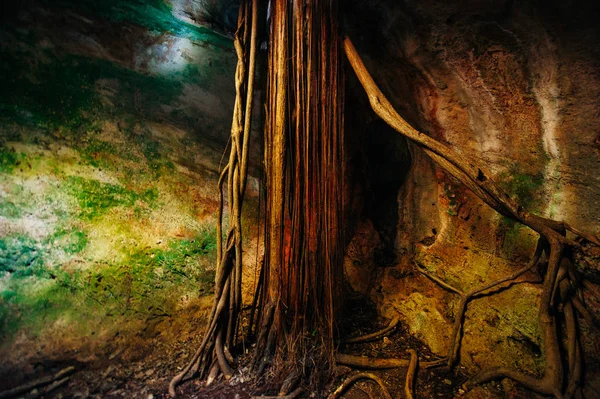 Cuba. Varadero. Cave Ambrosio. A bunch of roots in the ceiling of the malachite hall — Stock Photo, Image