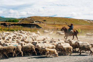 Şili 'de çobanlı koyun sürüsü. At sırtında çoban