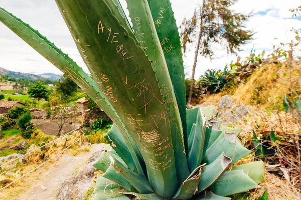 Peru, ABRIL 2019. Una planta de agave ha sido desfigurada con graffiti . —  Fotos de Stock