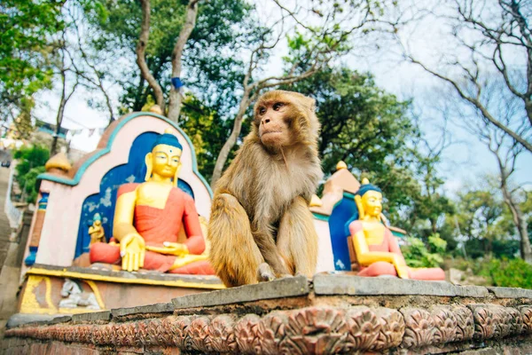 Oturan maymun Katmandu, Nepal 'de Swayambhunath stupa - Mayıs, 2019 — Stok fotoğraf