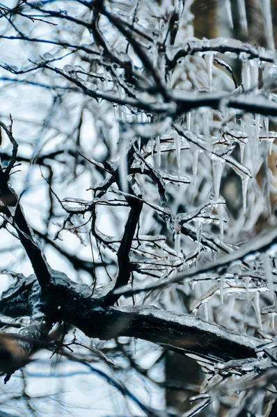 Bevroren in de takken van de ijsboom. Bevroren boomtak in de winter. — Stockfoto