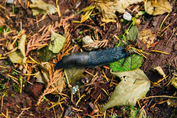 Brownish slug in the forest litter, canada — Stock Photo, Image