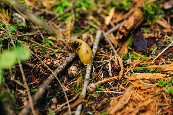 Kanada 'da orman çöpünde kahverengi sümüklü böcek. — Stok fotoğraf