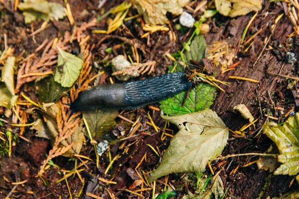 Brownish slug in the forest litter, canada — Stock Photo, Image