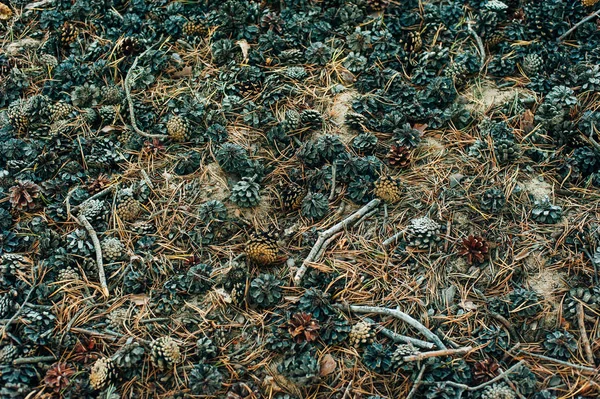 Umgestürzte, trockene Tannenzapfen und trockene Nadeln auf dem Boden im Wald. — Stockfoto