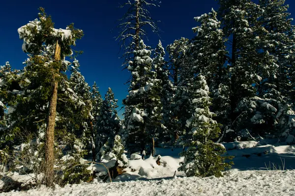 Zimní sníh pokryté jedle stromy na horském úbočí na modré obloze pozadí — Stock fotografie
