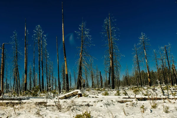Árboles quemados en invierno contra el cielo azul. Parque Nacional Bryce — Foto de Stock