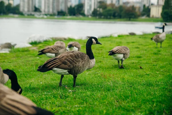 Стадо канадских гусей в местном парке — стоковое фото