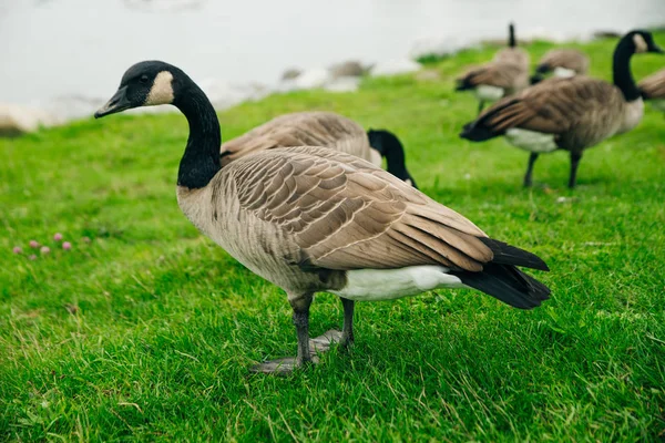Стадо канадских гусей в местном парке — стоковое фото