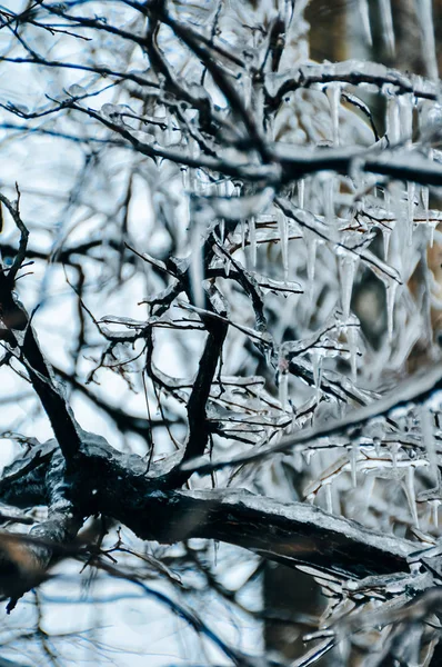 Frozen in the ice tree branches. Frozen tree branch in winter.