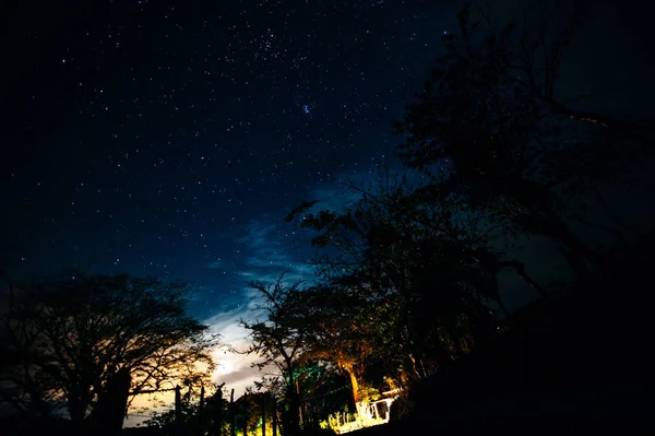 Pod drzewem noc niebo gwiazda tło — Zdjęcie stockowe