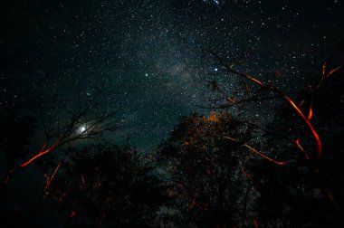 Ağacın altında gece vakti gökyüzü yıldızı arkaplanı