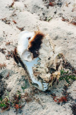 sığır kafatası, yerde altı kişi