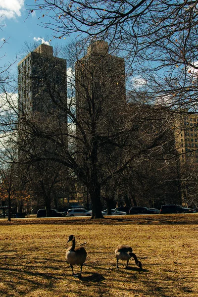 Chicago, Usa - kazlar şehir merkezinde ot yer — Stok fotoğraf
