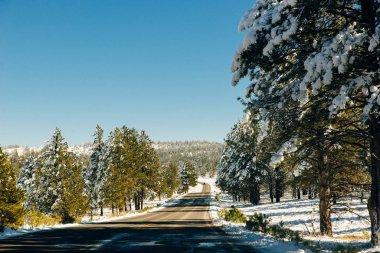Kış karları köknar ağaçlarını kaplamıştı. Mavi gökyüzü arka planında.