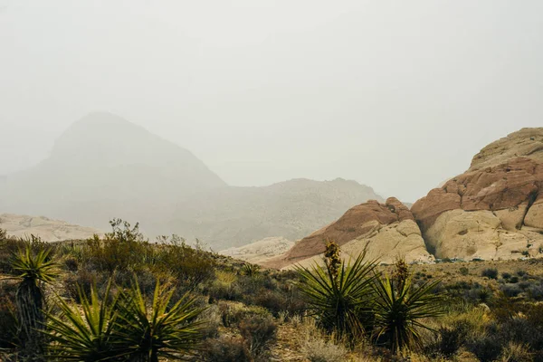 Felsige Wüstenlandschaft, rote Felsenschlucht nationales Erholungsgebiet, Las Vegas, Nevada, Vereinigte Staaten — Stockfoto