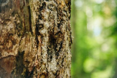 Eski ağaç kabuğu dokulu arka plan, portre