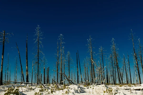 Árboles quemados en invierno contra el cielo azul. Parque Nacional Bryce — Foto de Stock