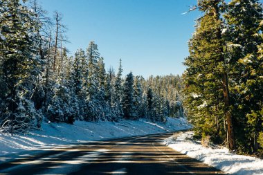Kış karları köknar ağaçlarını kaplamıştı. Mavi gökyüzü arka planında.