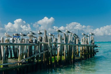 Mavi gökyüzüne karşı eski gri kütükler üzerinde martılar. Isla mujeres, Meksika