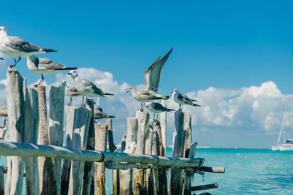 Mouettes sur vieux troncs gris contre un ciel bleu. Isla mujeres, Mexique — Photo