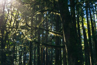 Vancouver Park, British Columbia, Kanada 'da orman yapraklarından süzülen güneş ışınları