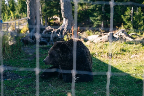 Severní Vancouver, Britská Kolumbie, Kanada. Medvěd grizzly z Grouse Mountain — Stock fotografie