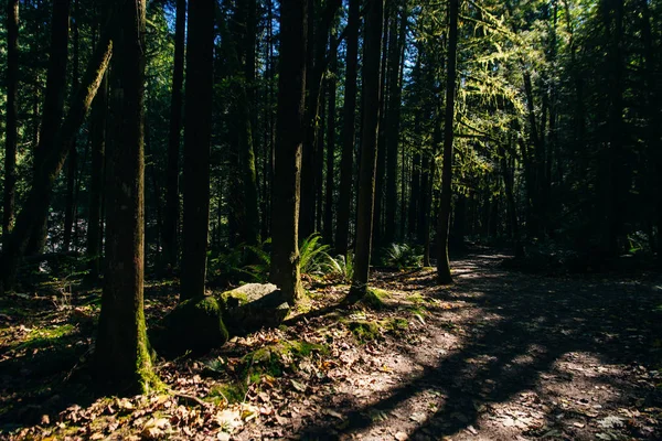 Promienie słoneczne filtrujące liście leśne w parku Vancouver, Kolumbia Brytyjska, Kanada — Zdjęcie stockowe