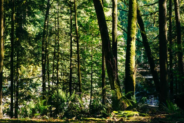 Rayos solares filtrándose a través del follaje forestal en un parque de Vancouver, Columbia Británica, Canadá — Foto de Stock