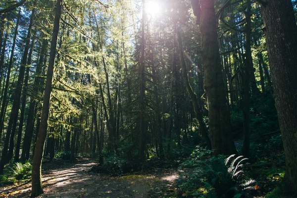 Promienie słoneczne filtrujące liście leśne w parku Vancouver, Kolumbia Brytyjska, Kanada — Zdjęcie stockowe