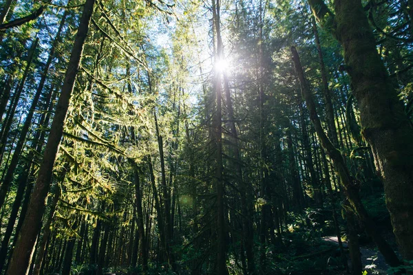 Rayos solares filtrándose a través del follaje forestal en un parque de Vancouver, Columbia Británica, Canadá — Foto de Stock