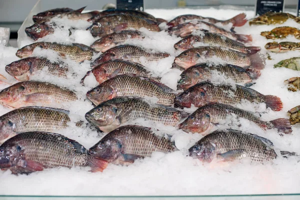 Fresh sea fish on ice in market — Stock Photo, Image