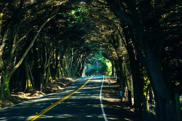 Arch drzew autostrady 1 na wybrzeżu Pacyfiku, Kalifornia, Usa. — Zdjęcie stockowe