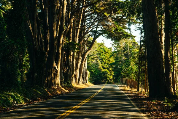 Tree arch Highway 1 en la costa del Pacífico, California, EE.UU. . — Foto de Stock