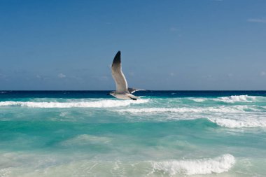 Martı su boyunca uçar. Karayip tropik turkuaz plajı Cancun, playa del caren, Maya Riviera Mexico