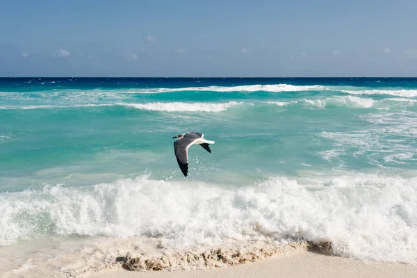 Seagull flies along the water. Caribbean tropical turquoise beach Cancun, playa del caren, Mayan Riviera Mexico — Stock Photo, Image