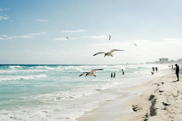 Möwe fliegt am Wasser entlang. Karibik tropischen türkisfarbenen Strand cancun, playa del caren, Maya-Riviera Mexiko — Stockfoto