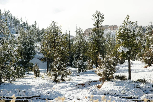 Hiver sapins couverts de neige sur flanc de montagne sur fond de ciel bleu — Photo