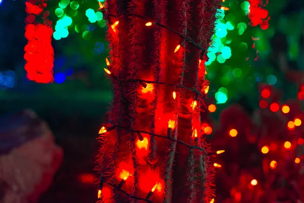 Kaktus mit einem leuchtenden Kranz in der Nacht. Neues Jahr in Mexiko — Stockfoto