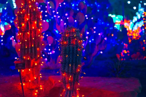 Cacto de luz vermelha com uma grinalda luminosa à noite. ano novo no México — Fotografia de Stock