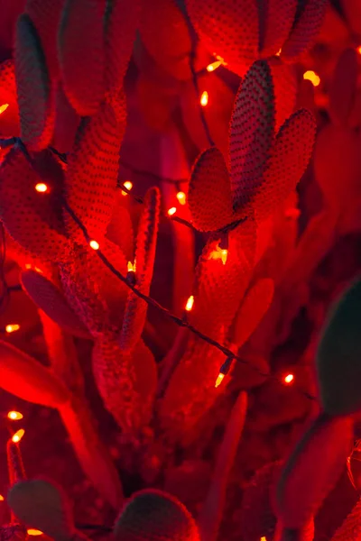 夜になると赤い光のサボテン。メキシコでの新年は — ストック写真