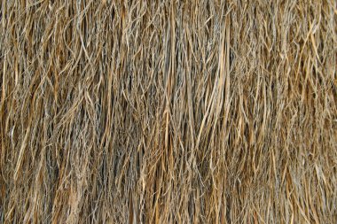 Meksika 'da kuru palmiye yaprakları