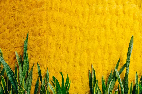 Altın sarısı, pürüzsüz Venedik sıvası. Arka planda, altında çimen olan grunge taş dokusu.