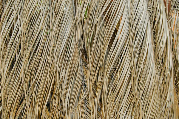 Dry palm leaves background in mexico — Stock Photo, Image