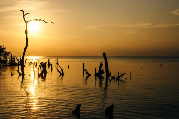 Wyspa Holbox zachód słońca plaża palma drzewo tropikalne w Meksyku — Zdjęcie stockowe