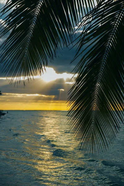 Holbox Insel Sonnenuntergang Strand Palme tropischen in Mexiko — Stockfoto