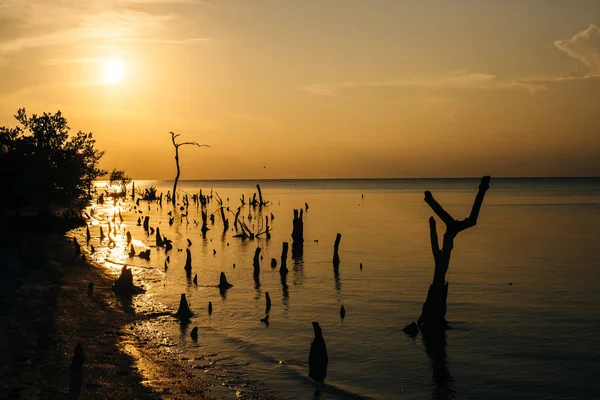 Holbox Adası gün batımı Meksika 'da tropikal plaj palmiyesi