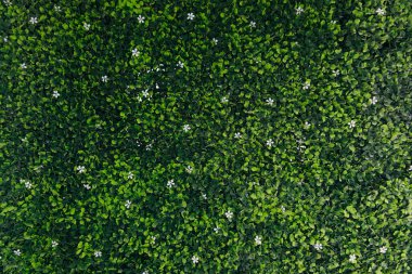 Üst manzara, yeşil çimen dokusu, yeşil çimen dokusu