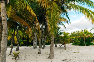 Palmiye ağaçları, bulutlar ve Meksika 'daki tropik plajların manzarası.